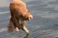 Чому кішки бояться води?